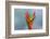 Juvenile Iguana lounging in red bromeliad, Florida-Adam Jones-Framed Photographic Print