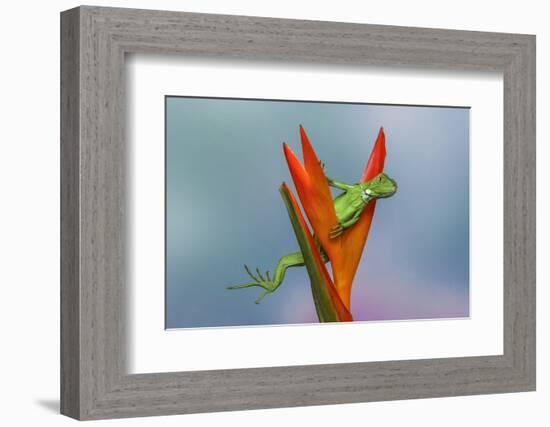 Juvenile Iguana lounging in red bromeliad, Florida-Adam Jones-Framed Photographic Print