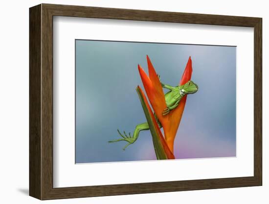 Juvenile Iguana lounging in red bromeliad, Florida-Adam Jones-Framed Photographic Print