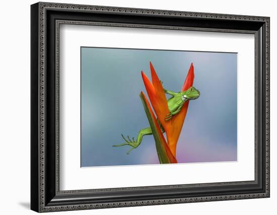 Juvenile Iguana lounging in red bromeliad, Florida-Adam Jones-Framed Photographic Print