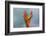 Juvenile Iguana lounging in red bromeliad, Florida-Adam Jones-Framed Photographic Print