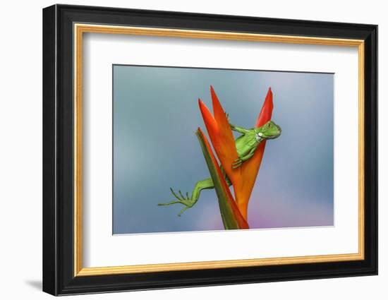 Juvenile Iguana lounging in red bromeliad, Florida-Adam Jones-Framed Photographic Print