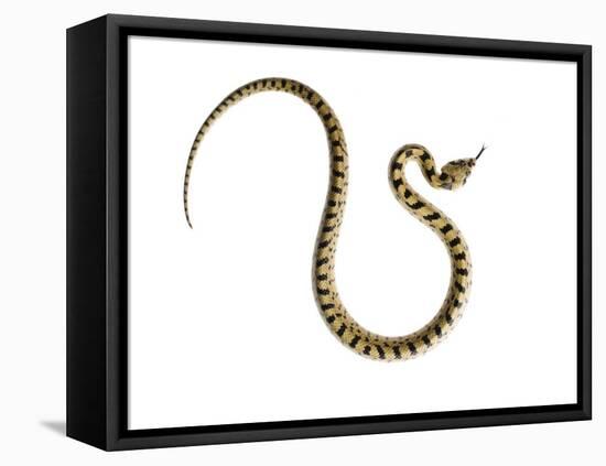 Juvenile Ladder Snake Alicante, Spain-Niall Benvie-Framed Premier Image Canvas