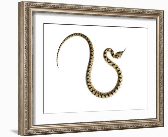 Juvenile Ladder Snake Alicante, Spain-Niall Benvie-Framed Photographic Print