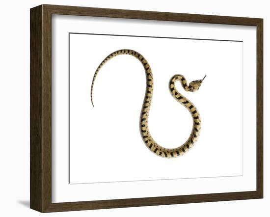 Juvenile Ladder Snake Alicante, Spain-Niall Benvie-Framed Photographic Print