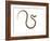 Juvenile Ladder Snake Alicante, Spain-Niall Benvie-Framed Photographic Print