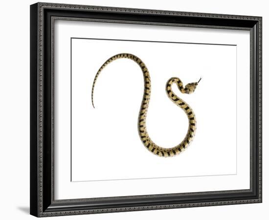 Juvenile Ladder Snake Alicante, Spain-Niall Benvie-Framed Photographic Print