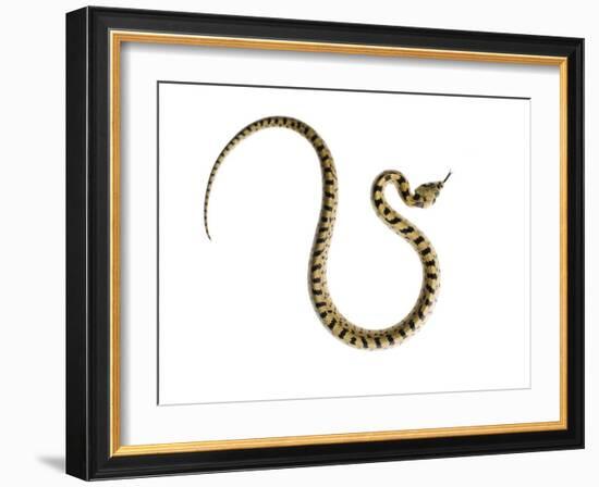 Juvenile Ladder Snake Alicante, Spain-Niall Benvie-Framed Photographic Print