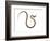 Juvenile Ladder Snake Alicante, Spain-Niall Benvie-Framed Photographic Print