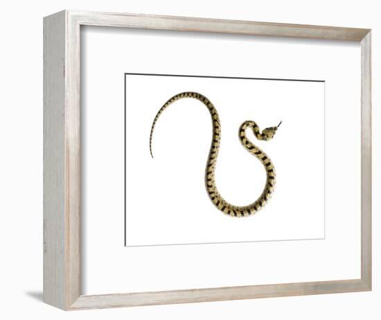 Juvenile Ladder Snake Alicante, Spain-Niall Benvie-Framed Photographic Print