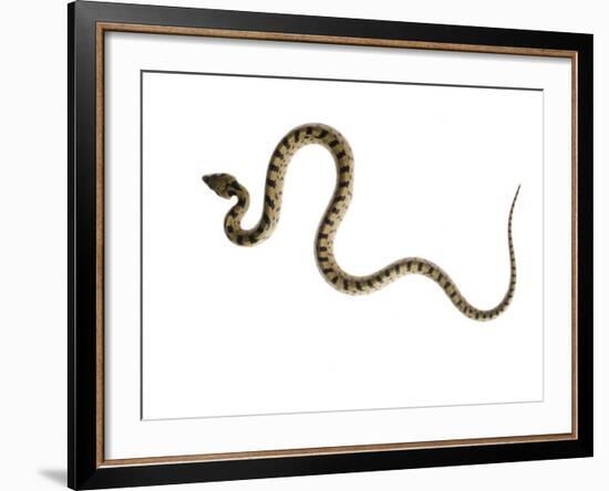 Juvenile Ladder Snake Alicante, Spain-Niall Benvie-Framed Photographic Print