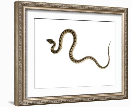 Juvenile Ladder Snake Alicante, Spain-Niall Benvie-Framed Photographic Print