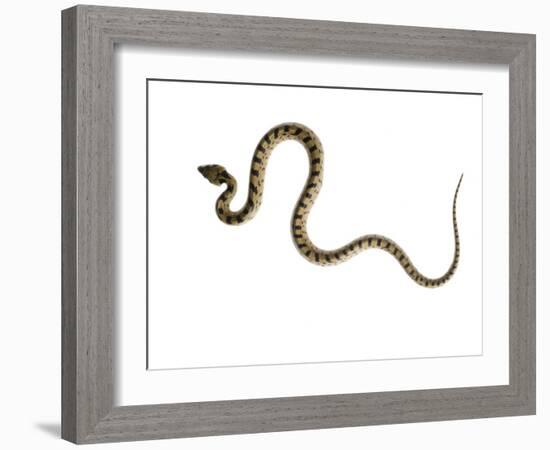 Juvenile Ladder Snake Alicante, Spain-Niall Benvie-Framed Photographic Print