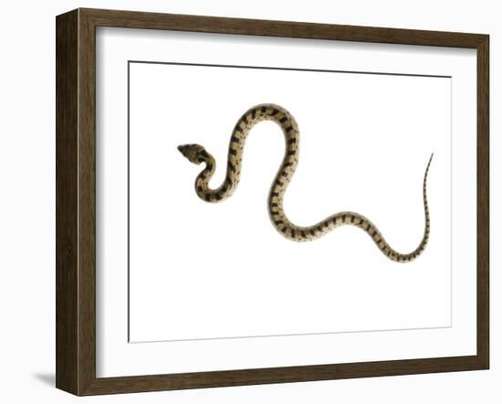 Juvenile Ladder Snake Alicante, Spain-Niall Benvie-Framed Photographic Print