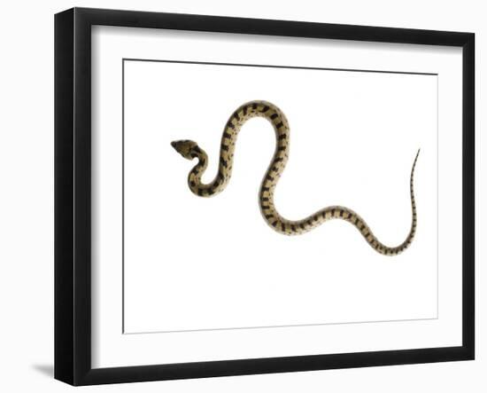 Juvenile Ladder Snake Alicante, Spain-Niall Benvie-Framed Photographic Print