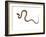 Juvenile Ladder Snake Alicante, Spain-Niall Benvie-Framed Photographic Print