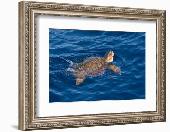 Juvenile Loggerhead Turtle (Caretta Caretta) Swimming with Head Raised Above the Sea Surface-Mick Baines-Framed Photographic Print