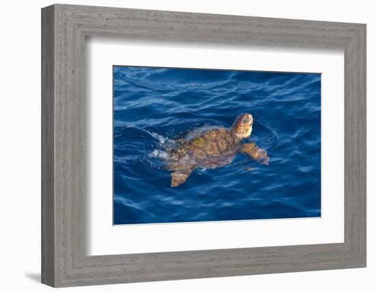 Juvenile Loggerhead Turtle (Caretta Caretta) Swimming with Head Raised Above the Sea Surface-Mick Baines-Framed Photographic Print