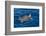 Juvenile Loggerhead Turtle (Caretta Caretta) Swimming with Head Raised Above the Sea Surface-Mick Baines-Framed Photographic Print