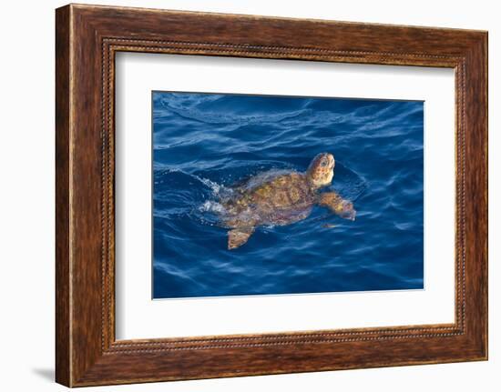 Juvenile Loggerhead Turtle (Caretta Caretta) Swimming with Head Raised Above the Sea Surface-Mick Baines-Framed Photographic Print
