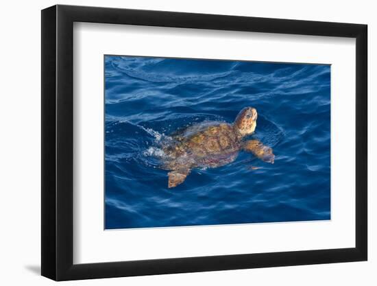 Juvenile Loggerhead Turtle (Caretta Caretta) Swimming with Head Raised Above the Sea Surface-Mick Baines-Framed Photographic Print