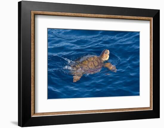 Juvenile Loggerhead Turtle (Caretta Caretta) Swimming with Head Raised Above the Sea Surface-Mick Baines-Framed Photographic Print