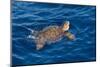 Juvenile Loggerhead Turtle (Caretta Caretta) Swimming with Head Raised Above the Sea Surface-Mick Baines-Mounted Photographic Print