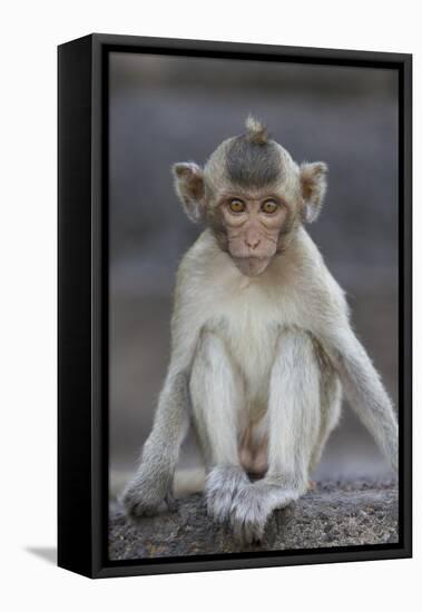 Juvenile Long-Tailed Macaque (Macaca Fascicularis) at Monkey Temple-Mark Macewen-Framed Premier Image Canvas
