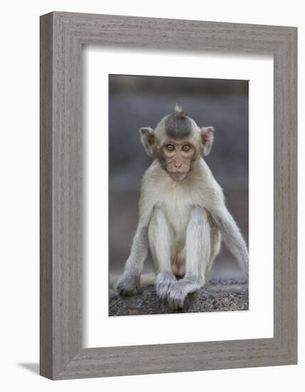 Juvenile Long-Tailed Macaque (Macaca Fascicularis) at Monkey Temple-Mark Macewen-Framed Photographic Print