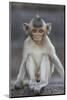 Juvenile Long-Tailed Macaque (Macaca Fascicularis) at Monkey Temple-Mark Macewen-Mounted Photographic Print