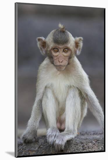 Juvenile Long-Tailed Macaque (Macaca Fascicularis) at Monkey Temple-Mark Macewen-Mounted Photographic Print