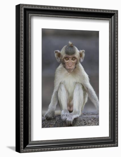 Juvenile Long-Tailed Macaque (Macaca Fascicularis) at Monkey Temple-Mark Macewen-Framed Photographic Print