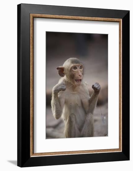 Juvenile Long-Tailed Macaque (Macaca Fascicularis) Flossing its Teeth with String-Mark Macewen-Framed Photographic Print