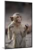 Juvenile Long-Tailed Macaque (Macaca Fascicularis) Flossing its Teeth with String-Mark Macewen-Mounted Photographic Print