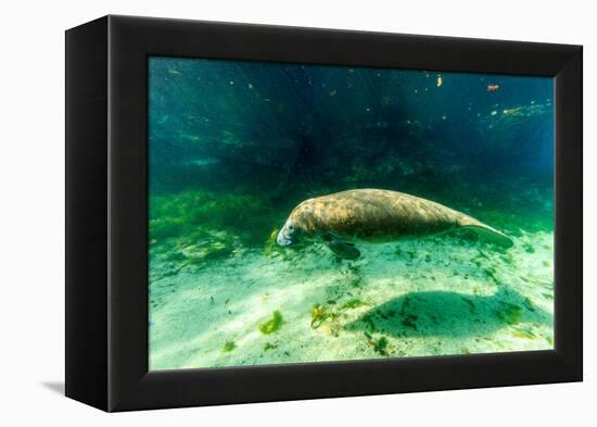 Juvenile Manatee Swimming in Clear Water in Crystal River, Florida-James White-Framed Premier Image Canvas