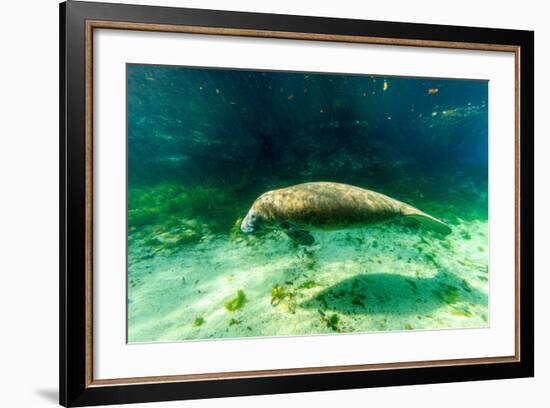 Juvenile Manatee Swimming in Clear Water in Crystal River, Florida-James White-Framed Photographic Print