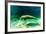 Juvenile Manatee Swimming in Clear Water in Crystal River, Florida-James White-Framed Photographic Print