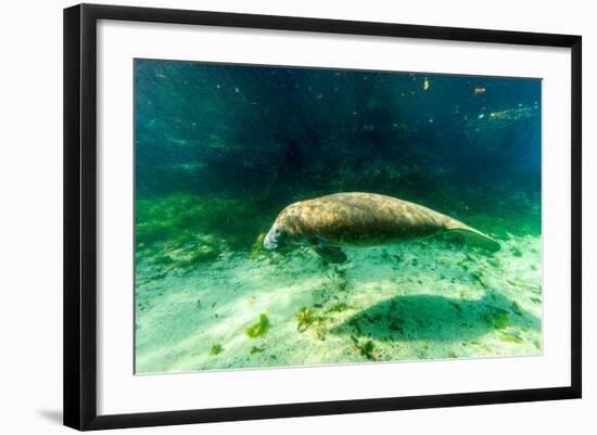 Juvenile Manatee Swimming in Clear Water in Crystal River, Florida-James White-Framed Photographic Print