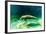 Juvenile Manatee Swimming in Clear Water in Crystal River, Florida-James White-Framed Photographic Print