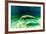 Juvenile Manatee Swimming in Clear Water in Crystal River, Florida-James White-Framed Photographic Print