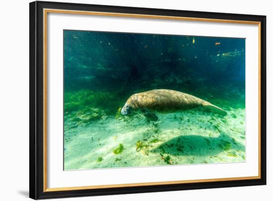 Juvenile Manatee Swimming in Clear Water in Crystal River, Florida-James White-Framed Photographic Print