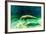 Juvenile Manatee Swimming in Clear Water in Crystal River, Florida-James White-Framed Photographic Print