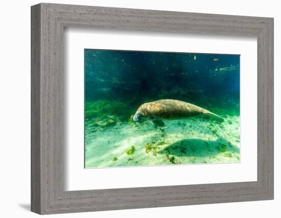 Juvenile Manatee Swimming in Clear Water in Crystal River, Florida-James White-Framed Photographic Print