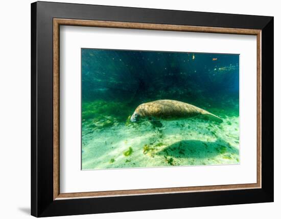 Juvenile Manatee Swimming in Clear Water in Crystal River, Florida-James White-Framed Photographic Print