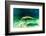 Juvenile Manatee Swimming in Clear Water in Crystal River, Florida-James White-Framed Photographic Print