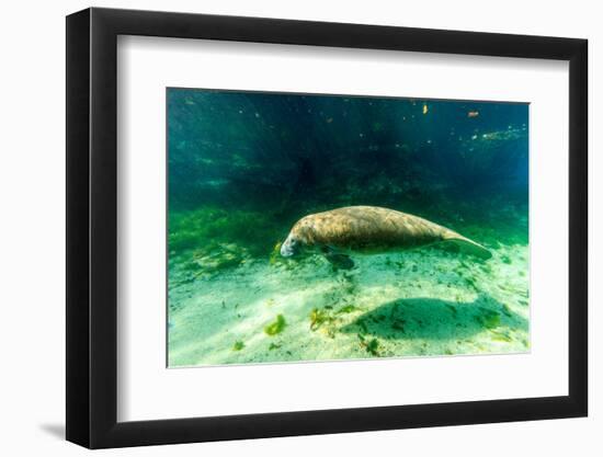 Juvenile Manatee Swimming in Clear Water in Crystal River, Florida-James White-Framed Photographic Print