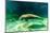 Juvenile Manatee Swimming in Clear Water in Crystal River, Florida-James White-Mounted Photographic Print