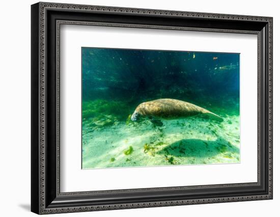 Juvenile Manatee Swimming in Clear Water in Crystal River, Florida-James White-Framed Photographic Print