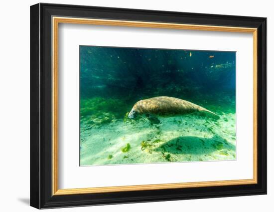 Juvenile Manatee Swimming in Clear Water in Crystal River, Florida-James White-Framed Photographic Print