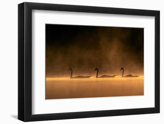 Juvenile Mute swan in early morning light, The Netherlands-David Pattyn-Framed Photographic Print